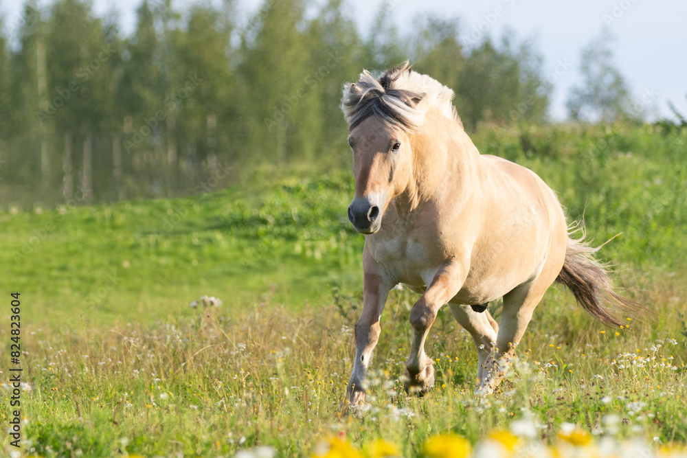 horse in the meadow horse in the meadow