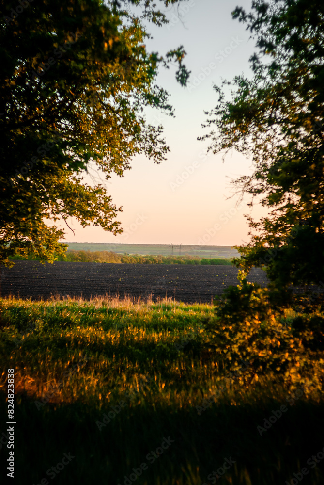 Fototapeta premium sunset in the forest
