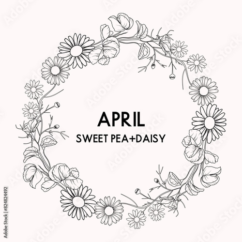April birth month flower wreath, sweet pea and daisy flower border, vector hand drawn isolated line art botanical frame for greeting cards and invitations