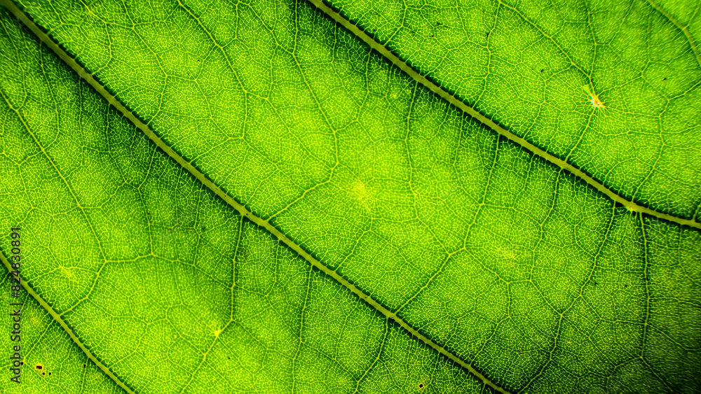 Abstract patterns and shapes of green leaves.For graphic design or 3D rendering Abstract patterns and shapes of green leaves.For graphic design or 3D rendering