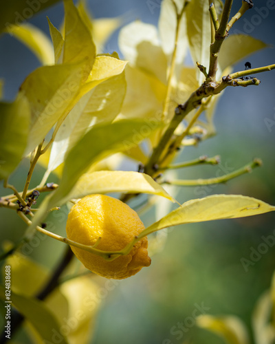 Ripe lemon nestled among vibrant green leaves