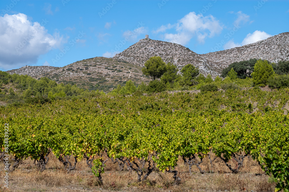 Fototapeta premium vineyard in the region