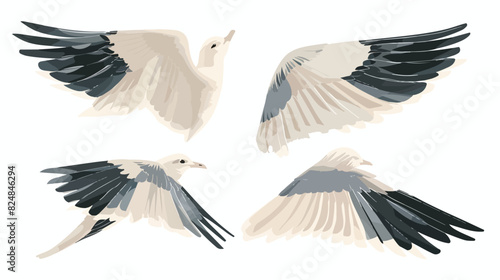 Different arrangement of wings of a flying bird. Side