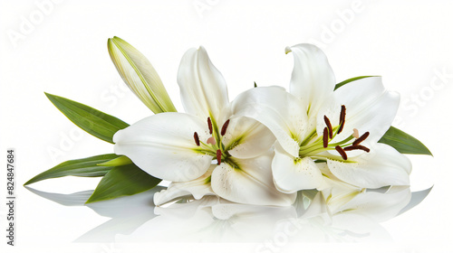 Beautiful fresh lily flowers isolated on white © Gefer