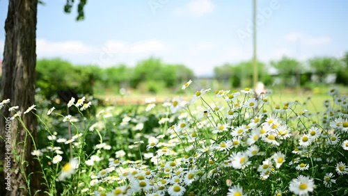 満開の白い花 photo