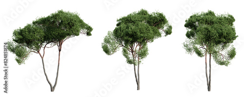 Stone pine tree isolated on transparent background. 3D render.