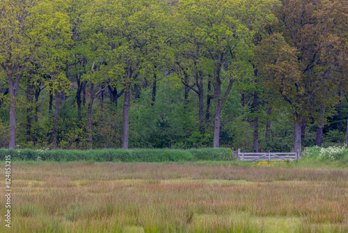 Fotografie Spring landscape with marshland and green grass, Polder with trees in forest as