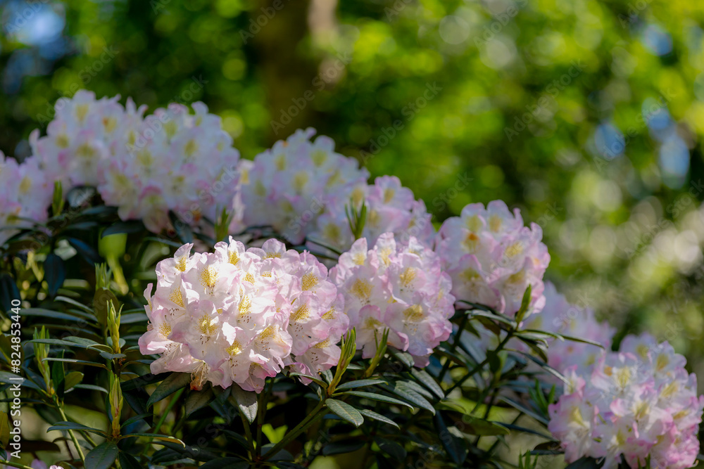 Selective focus of white pink flowers full bloom on the tree with green leaves, Rhododendron is a very large genus of species of woody plants in the heath family, Ericaceae, Nature floral background. Selective focus of white pink flowers full bloom on the tree with green leaves, Rhododendron is a very large genus of species of woody plants in the heath family, Ericaceae, Nature floral background.