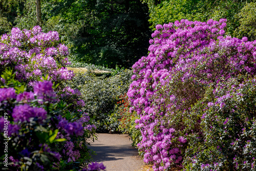 Selective focus of violet purple flower full bloom on the tree with green leaves, Rhododendron is a very large genus of species of woody plants in the heath family, Ericaceae, Nature floral background © Sarawut