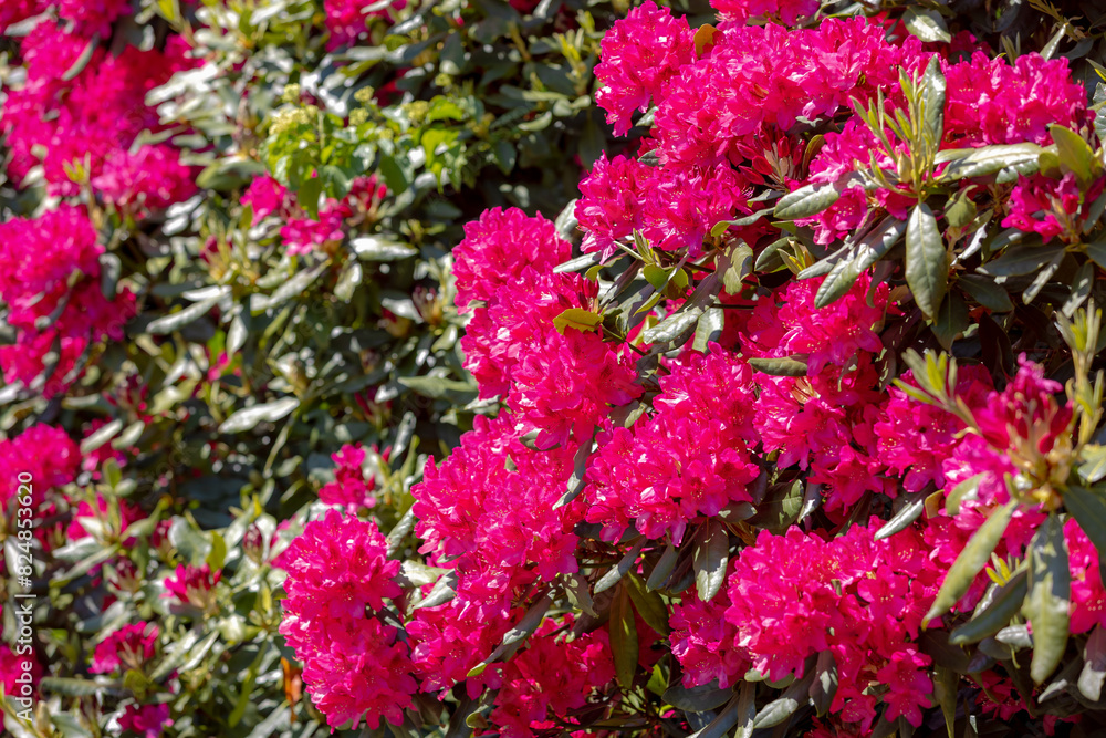 Selective focus of purple red flowers full bloom on the tree with green leaves, Rhododendron is a very large genus of species of woody plants in the heath family, Ericaceae, Nature floral background. Selective focus of purple red flowers full bloom on the tree with green leaves, Rhododendron is a very large genus of species of woody plants in the heath family, Ericaceae, Nature floral background.