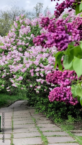 Wallpaper Mural Picturesque landscape of spring park with blooming lilacs. Vertical Video Torontodigital.ca