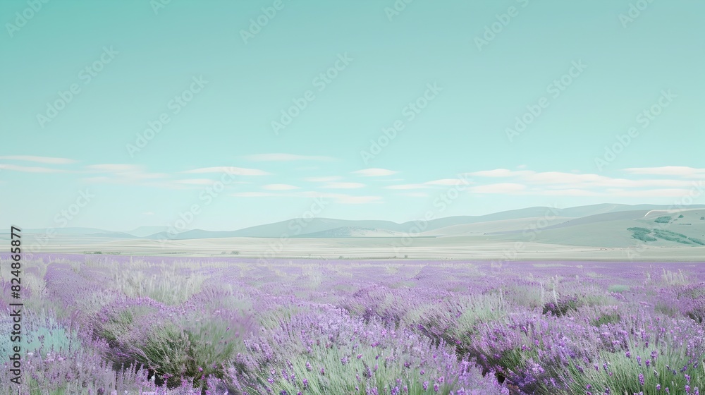 Obraz premium Tranquil Lavender Field Under Calm Skies Serene Rural Landscape for Relaxation
