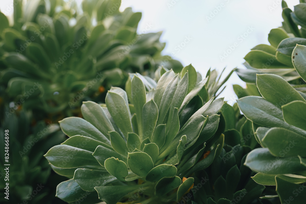 Obraz premium aloe vera plant in garden