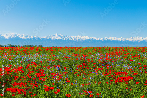 Konstfotografi Field of red poppies and blue flowers of steppe flax on a clear sunny day