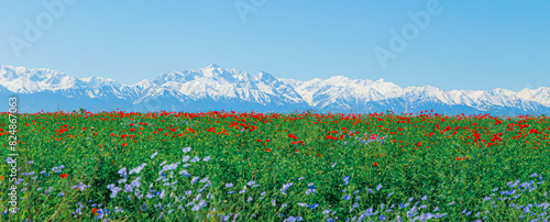 Canvastavla Field of red poppies and blue flowers of steppe flax on a clear sunny day