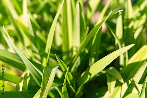 A chaotic pile of narrow green daylily leaves as a natural background. 