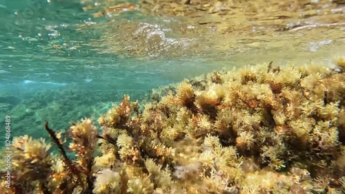 seabed algae with caressing water  photo