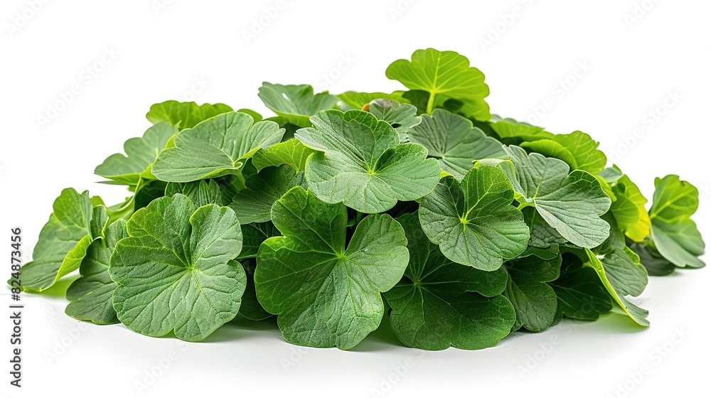 Fresh green leaves of a plant isolated on white background. Fresh green leaves of a plant isolated on white background.