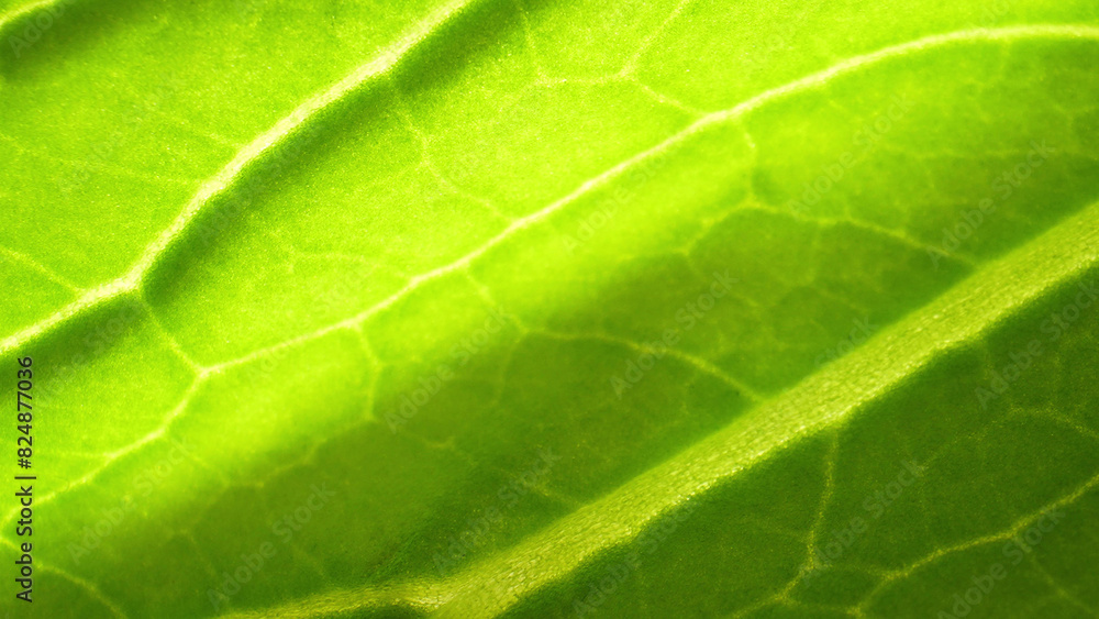 Explore the microscopic world of lush green leafy vegetables in stunning macro. Witness intricate veins, stomata, and chlorophyll granules in exquisite detail. Bok choy leaves background.
Explore the microscopic world of lush green leafy vegetables in stunning macro. Witness intricate veins, stomata, and chlorophyll granules in exquisite detail. Bok choy leaves background.