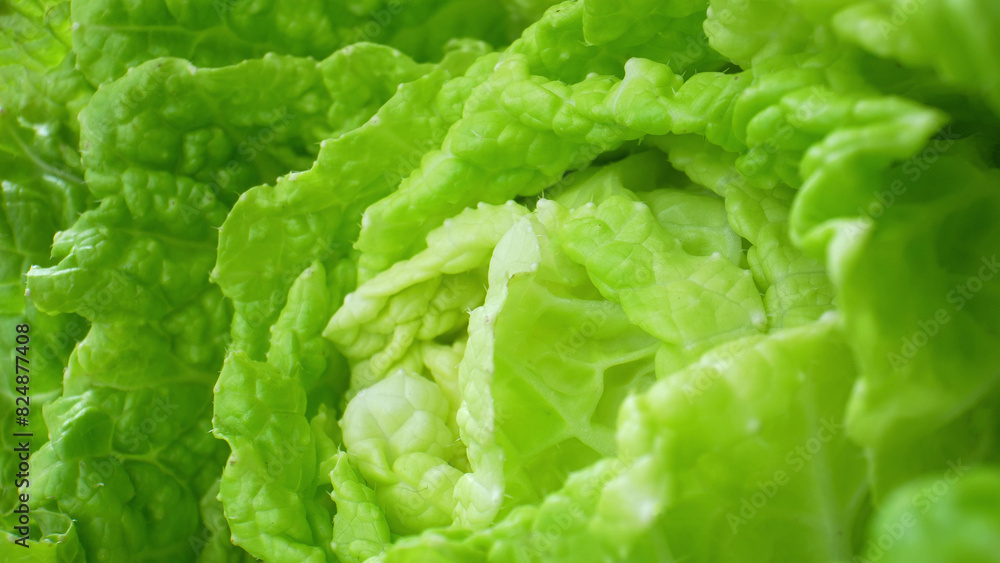 Exquisite reveals the microscopic world within fresh green leafy vegetables (Chinese cabbage leaf), showcasing the intricate network of chlorophyll-packed cells.
Exquisite reveals the microscopic world within fresh green leafy vegetables (Chinese cabbage leaf), showcasing the intricate network of chlorophyll-packed cells.
