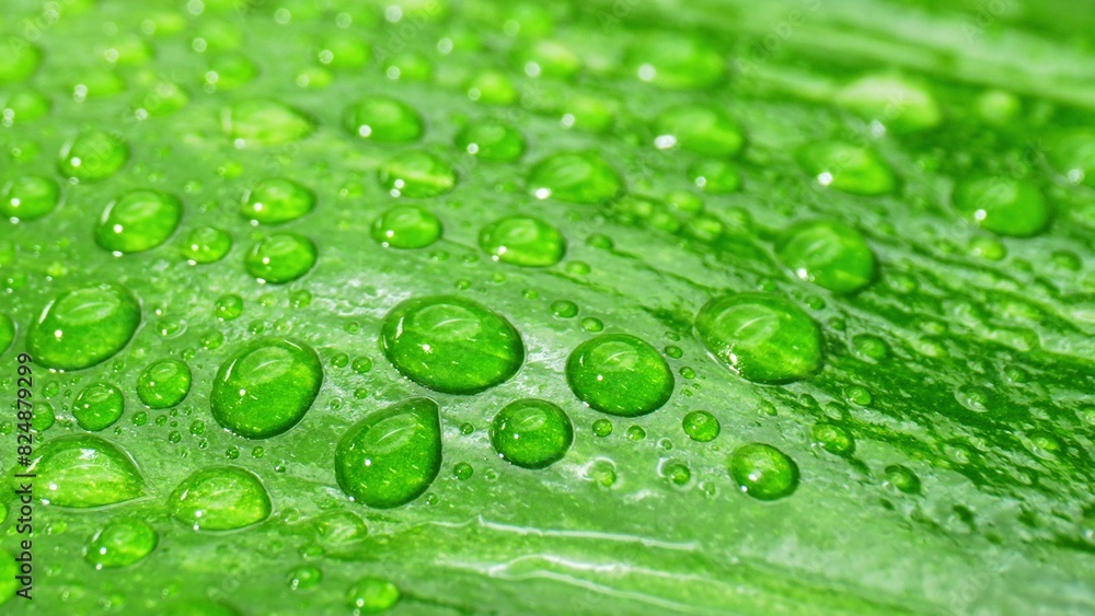 Explore the captivating world of water droplets on glistening wet green leaves through this stunning close-up macro, showcasing their intricate, ethereal allure. Natural beauty concept.
Explore the captivating world of water droplets on glistening wet green leaves through this stunning close-up macro, showcasing their intricate, ethereal allure. Natural beauty concept.