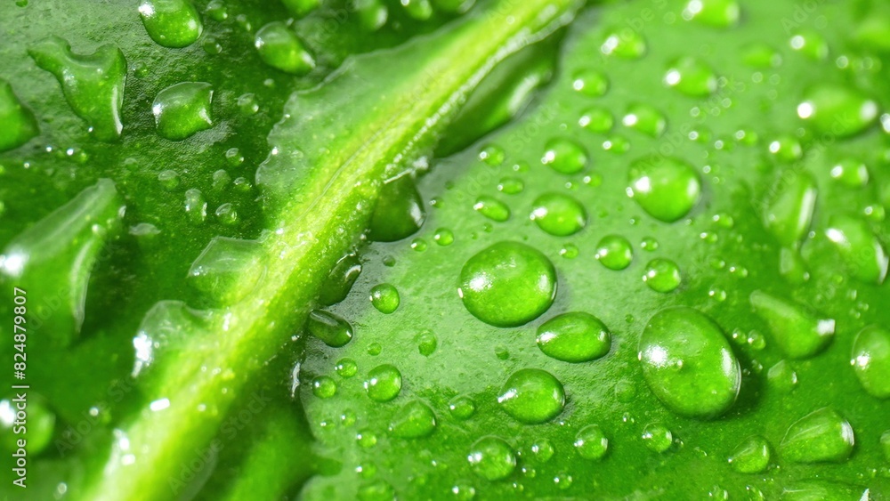 Intricate close-up reveals sparkling water droplets dancing on vibrant, wet green leaves-a dazzling ballet of nature's artistry. Plant concept.
Intricate close-up reveals sparkling water droplets dancing on vibrant, wet green leaves-a dazzling ballet of nature's artistry. Plant concept.