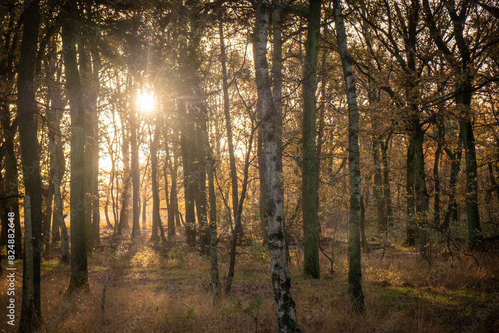 The photograph depicts a serene morning in a birch forest, with the sun's rays filtering softly through the trees. The golden light of the dawn creates a diffused glow, highlighting the textures of
