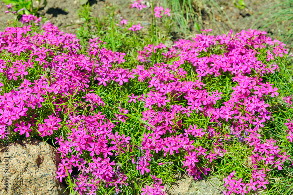 Phlox subulata is an ornamental variety that has excellent ground cover qualities. An overgrown plant can literally cover, like a carpet, all the space provided to it with its bright greenery. Phlox subulata is an ornamental variety that has excellent ground cover qualities. An overgrown plant can literally cover, like a carpet, all the space provided to it with its bright greenery.