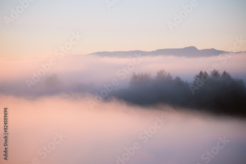 Nebelmeer mit Bergen und Tannenwald