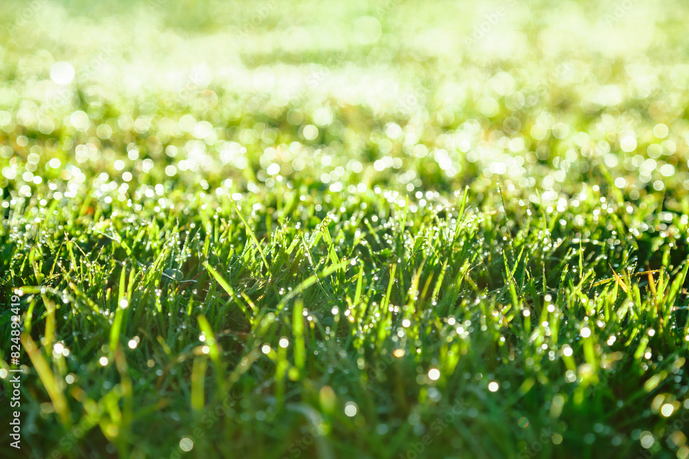 Dew-Covered Grass Blades in Morning Sunlight