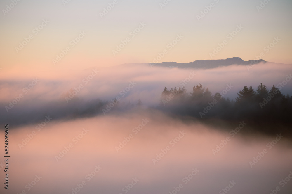 Fototapeta premium Nebelmeer mit Bergen und Tannenwald