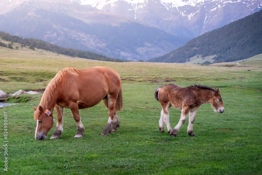A light brown horse grazing in a field next to a young horse. A horse and foal eating grass in a valley with mountains in the background. Vall d'Aran, Pyrenees, Catalonia, Spain. A light brown horse grazing in a field next to a young horse. A horse and foal eating grass in a valley with mountains in the background. Vall d'Aran, Pyrenees, Catalonia, Spain.