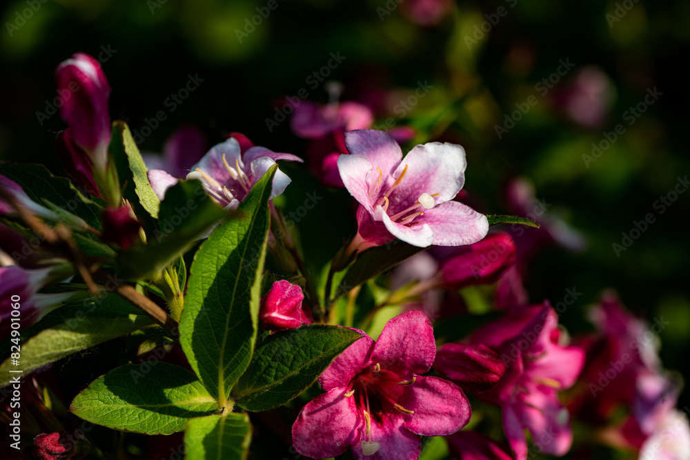 Beautiful ribbons blooming in the fields in spring