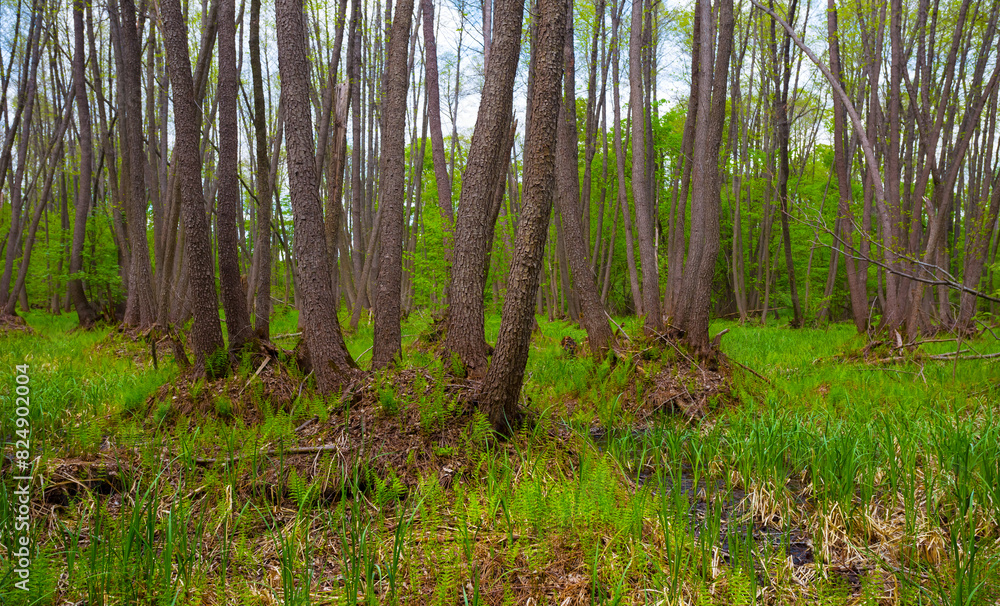 Fototapeta premium beatifull green summer forest glade