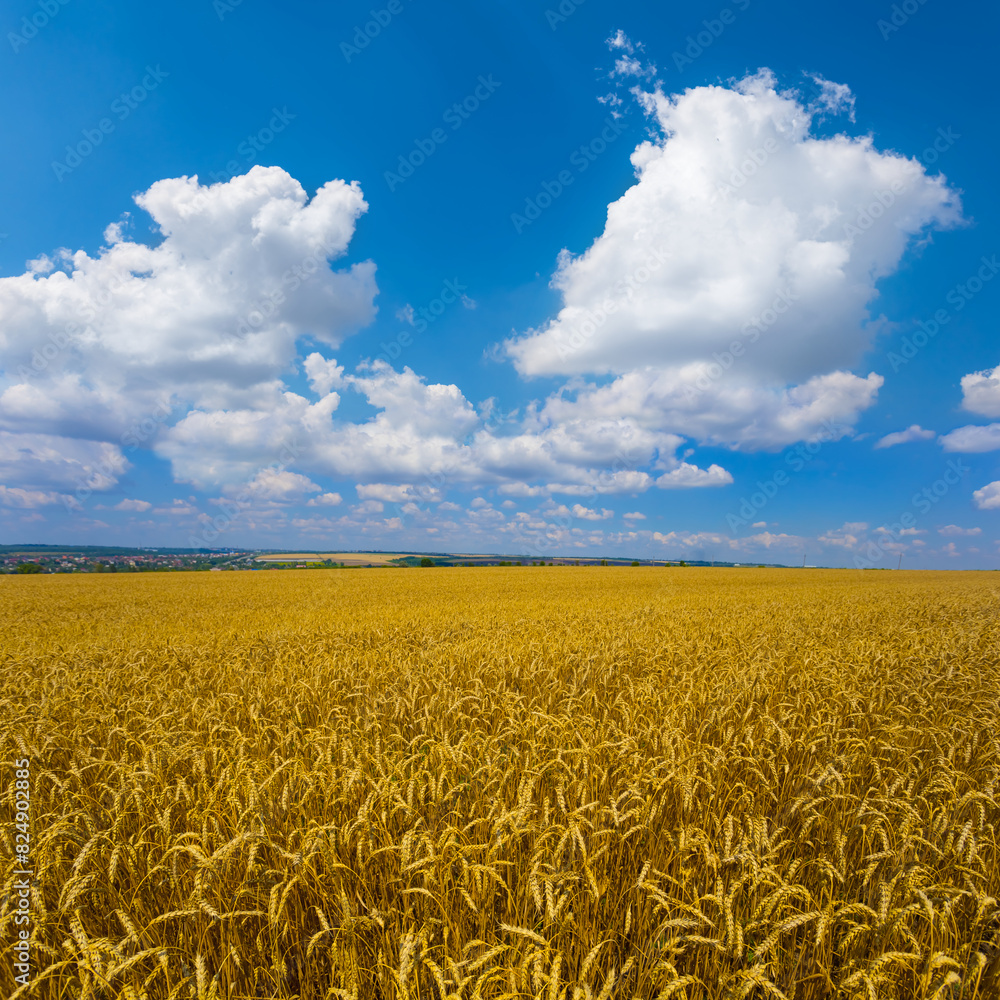 wide summer wheat field under a blue cloudy sky wide summer wheat field under a blue cloudy sky
