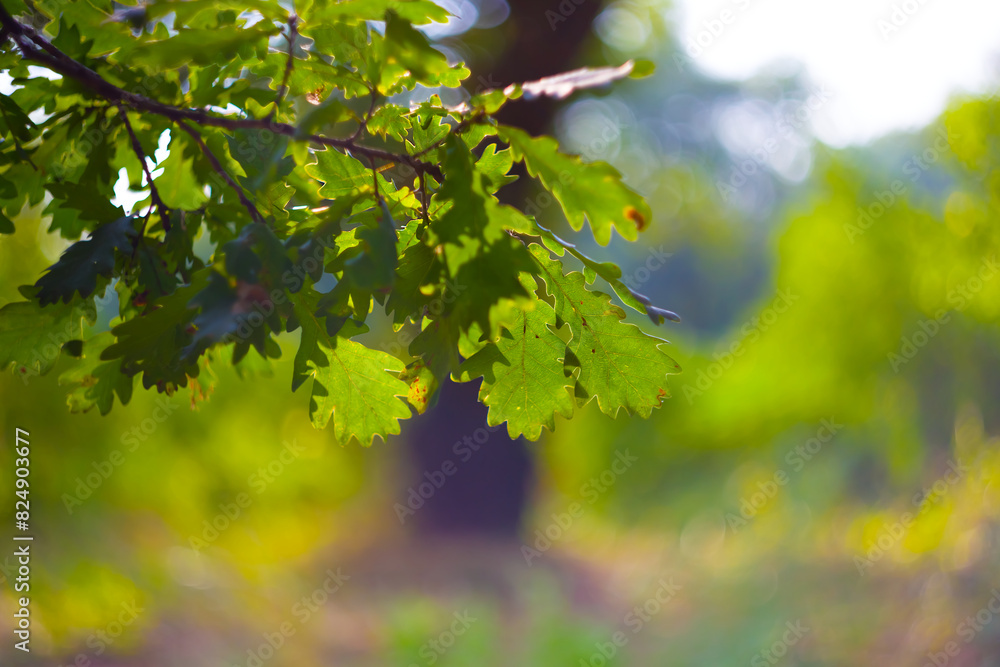 closeup green oak tree branch in summer forest closeup green oak tree branch in summer forest