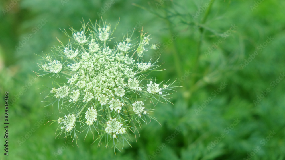 Abstract shapes and patterns of carrot flowers. Carrot flowers are white. Abstract shapes and patterns Abstract shapes and patterns of carrot flowers. Carrot flowers are white. Abstract shapes and patterns