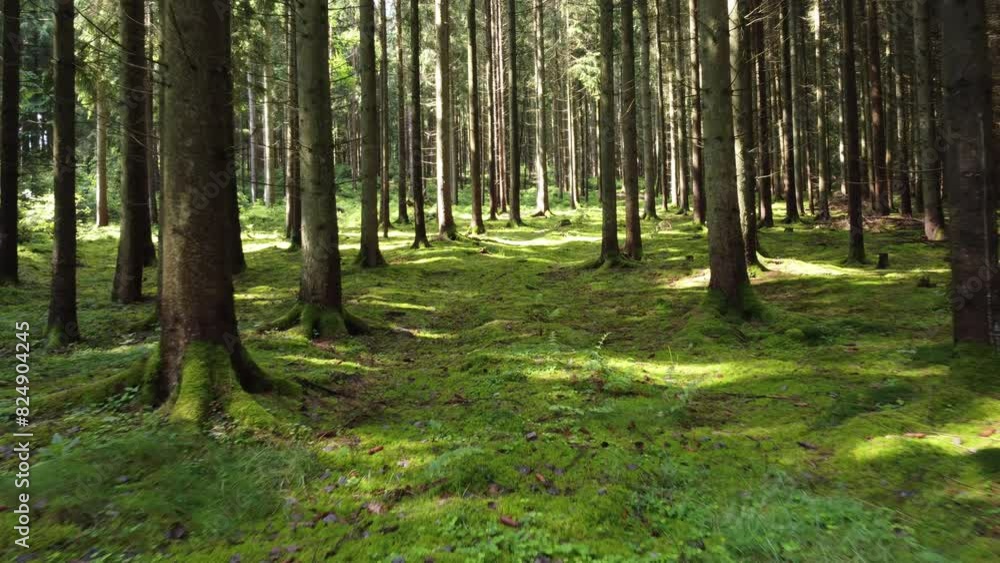 Sun shines in a forest with moss covering ground, 4k Sun shines in a forest with moss covering ground, 4k