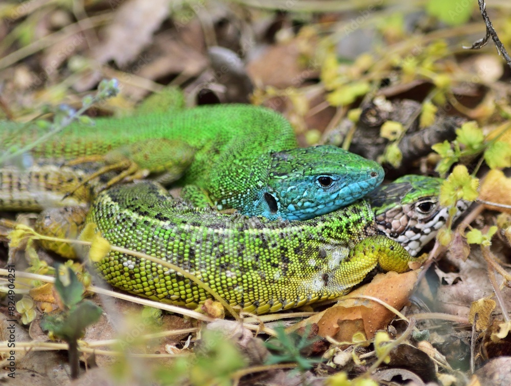 Östliche Smaragdeidechse (Lacerta viridis) Weibchen und Männchen Östliche Smaragdeidechse (Lacerta viridis) Weibchen und Männchen