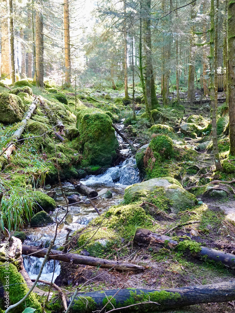Randonnée dans les Vosges, france, grand est, Gerardmer Randonnée dans les Vosges, france, grand est, Gerardmer