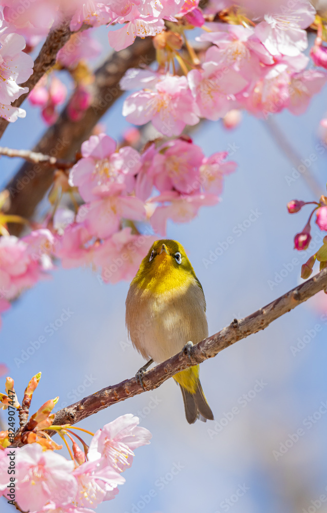河津桜とメジロ 河津桜とメジロ