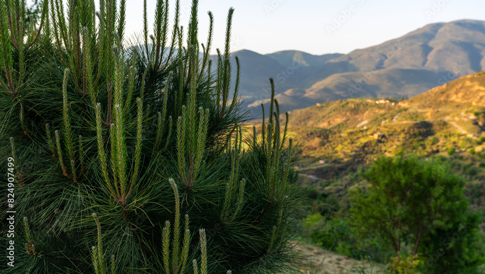 a close-up of pine needles in sharp focus, with a soft, blurred backdrop of rolling hills and the warm glow of the setting or rising sun over the mountains