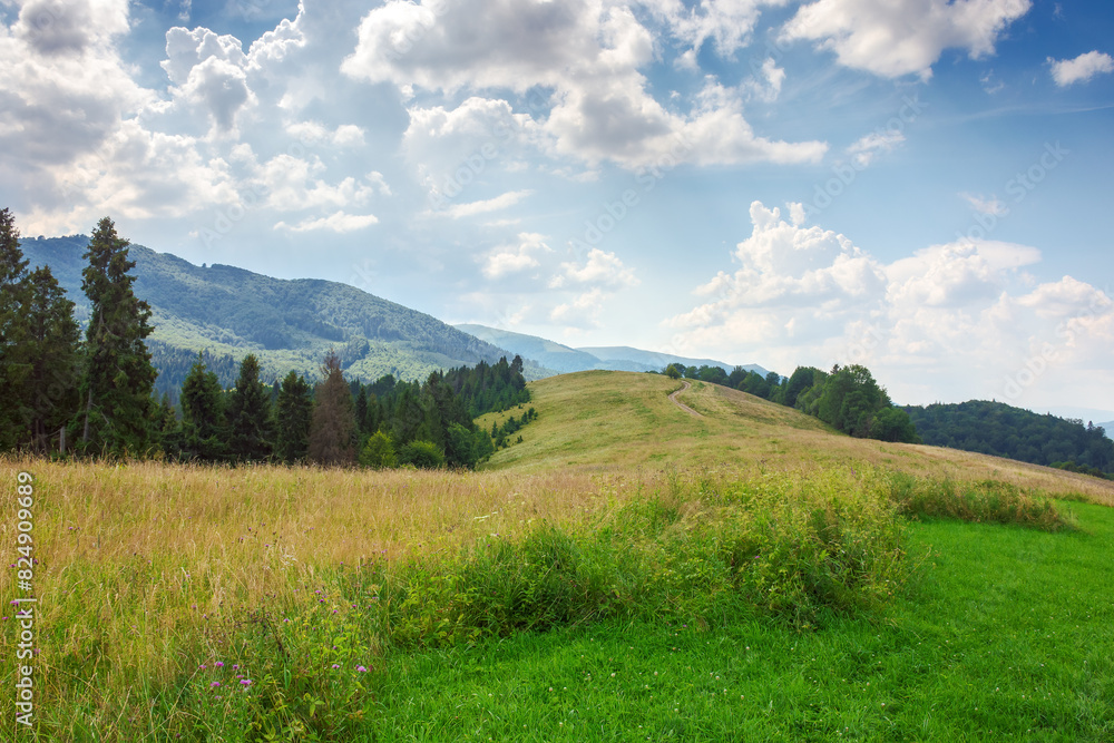 countryside scenery with meadow in mountains. trees on the grassy hill in evening light. rural area of transcarpathia ukraine countryside scenery with meadow in mountains. trees on the grassy hill in evening light. rural area of transcarpathia ukraine