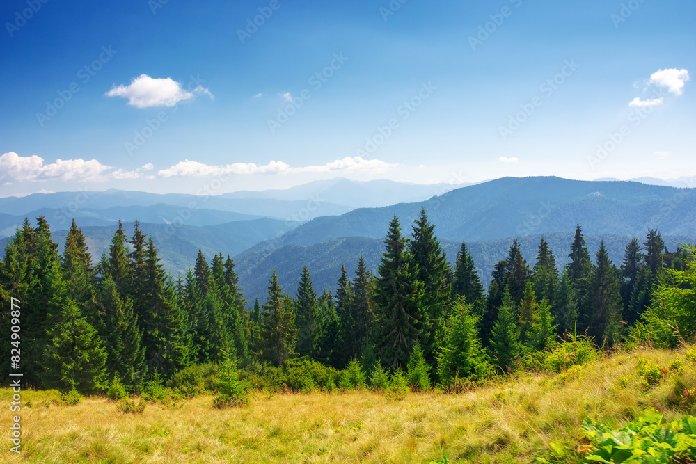 spruce forest on the hill. beautiful nature scenery of carpathian mountains. summer vacation and outdoor tourism concept in ukraine. wonderful sunny weather in summer