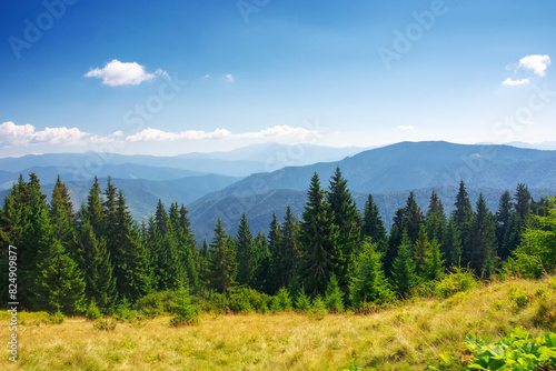 spruce forest on the hill. beautiful nature scenery of carpathian mountains. summer vacation and outdoor tourism concept in ukraine. wonderful sunny weather in summer © Pellinni