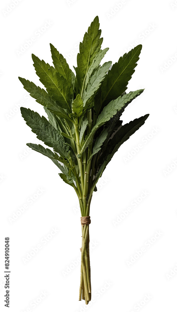 leaf isolated on white leaf isolated on white