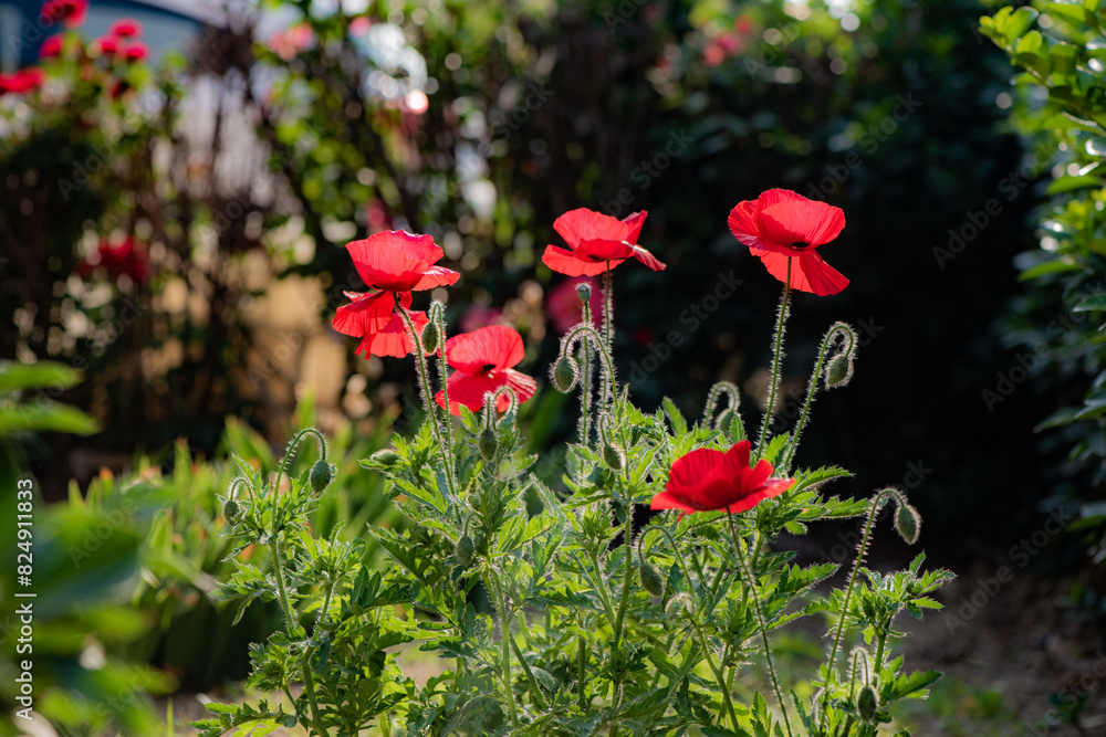 Blooming red flower - field poppy (Papaver rhoeas L.) in a spring meadow Blooming red flower - field poppy (Papaver rhoeas L.) in a spring meadow