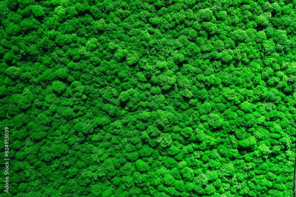 The background is made of live green moss. Eco-friendly wall decoration with plants. The background is made of live green moss. Eco-friendly wall decoration with plants.