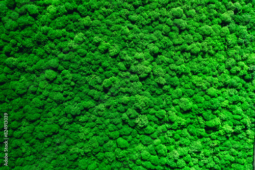 The background is made of live green moss. Eco-friendly wall decoration with plants.