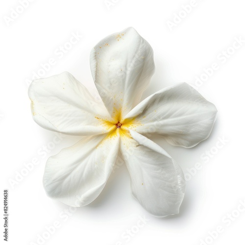 Plumeria flowers isolated on white background